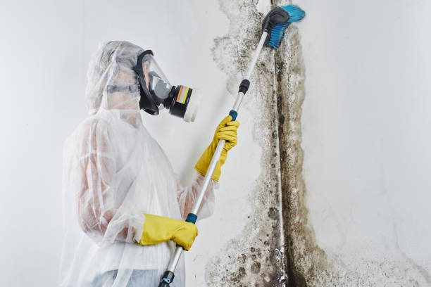Best Emergency Mold Remediation in Plover, WI