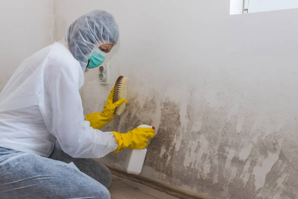 Best Industrial Mold Remediation in Plover, WI