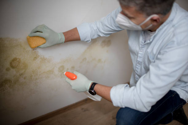 Best Kitchen Mold Remediation in Plover, WI