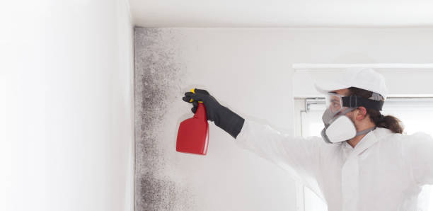 Best Attic Mold Remediation in Plover, WI