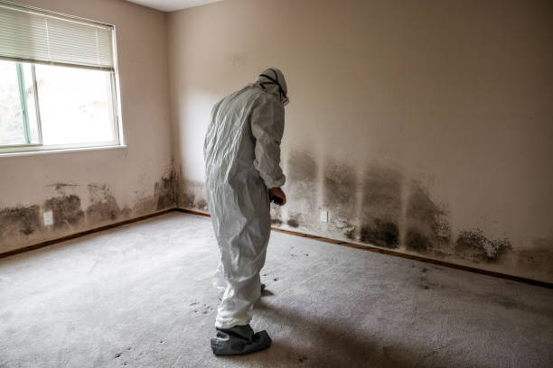 Best Commercial Mold Remediation in Plover, WI