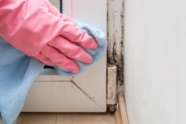 Best Post-Flood Mold Remediation in Plover, WI