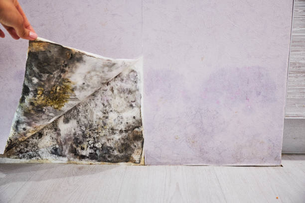 Reliable Plover, WI Mold Remediation Solutions